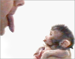 imitation-monkey-250